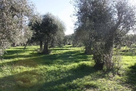 Photo: Altra categoria in San Nicandro Garganico (FG)
