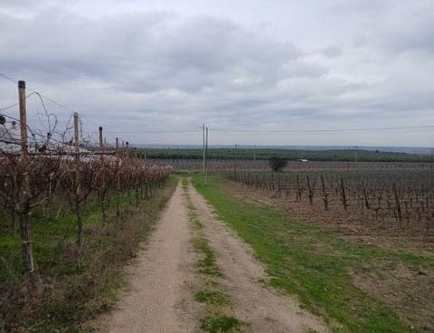 Photo: Immobile residenziale in Canosa di Puglia (BT)