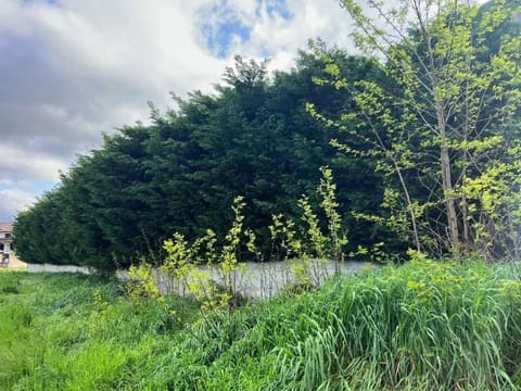 Photo of the lot 4