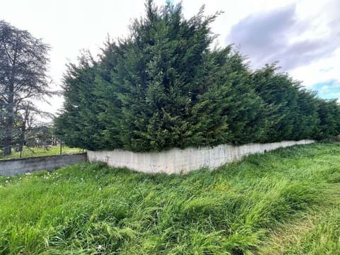 Photo of the lot 5