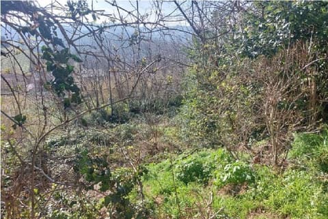 Photo of the lot 3
