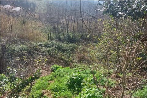 Photo of the lot 4