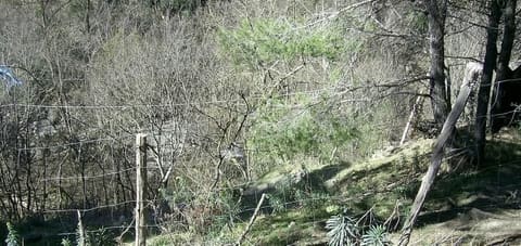 Photo of the lot 7