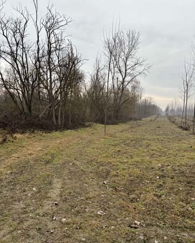 Photo of the lot 2