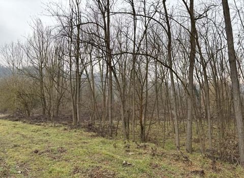 Photo of the lot 4