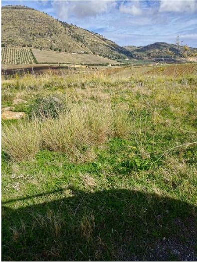 Photo of the lot: Altra categoria in Salemi