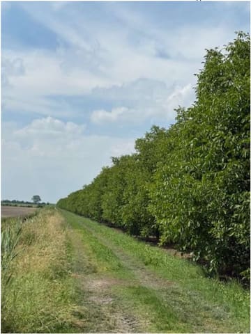 Photo of the lot 6