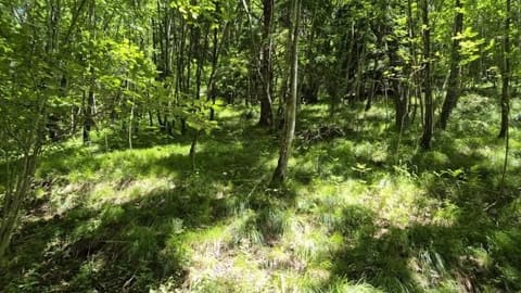 Photo of the lot 4