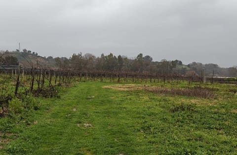 Photo of the lot 1