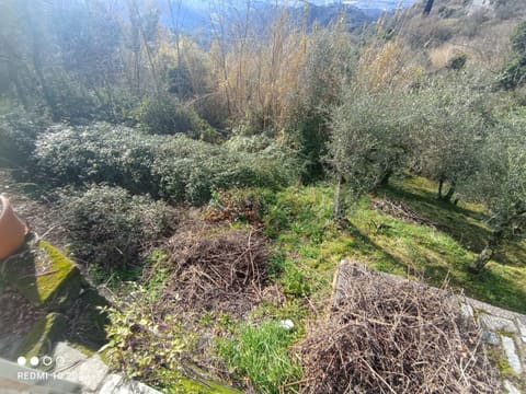 Photo of the lot 3