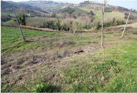 Foto: Terreno a Borghi (FC)