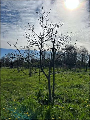 Photo of the lot 3